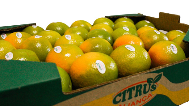 Citrus - Laranja Pera