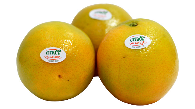 Citrus - Laranja Pera